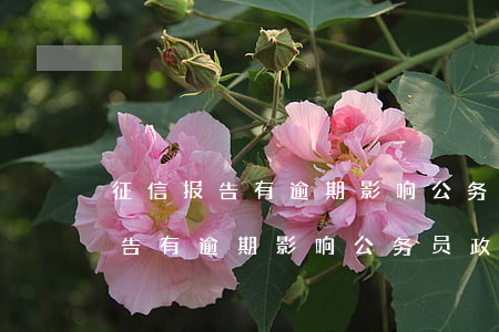 征信报告有逾期影响公务员政审吗-征信报告有逾期影响公务员政审吗知乎