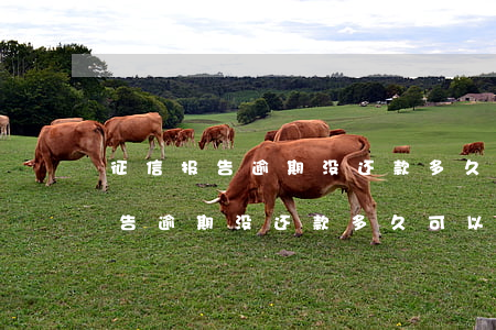 征信报告逾期没还款多久可以恢复-征信报告逾期没还款多久可以恢复正常