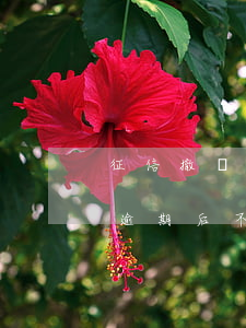 征信撤銷逾期后不還款會怎么樣-征信撤銷逾期后不還款會怎么樣嗎