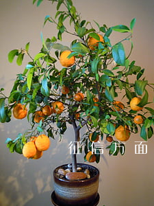 征信方面的律師(律師能查征信嗎)