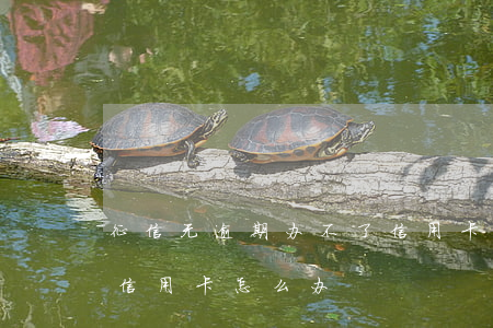 征信无逾期办不了信用卡(征信无逾期办不了信用卡怎么办)