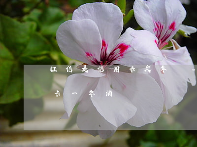 征信是信用卡欠年費-征信報告會顯示信用卡一年消費總額嗎