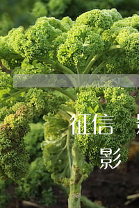 征信會影響孩子上學(xué)嗎 個人征信會影響孩子上學(xué)嗎