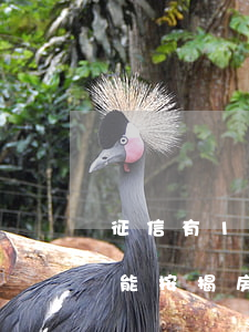 征信有1次逾期能房貸嗎(征信有過一次逾期能按揭房嗎)