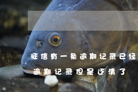 征信有一条逾期记录已经还上了-征信上有逾期记录但是还清了