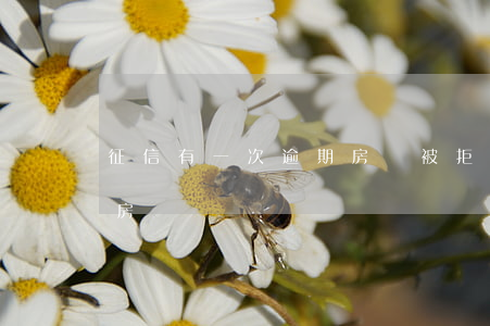 征信有一次逾期房貸被拒(征信一次逾期影響房貸)