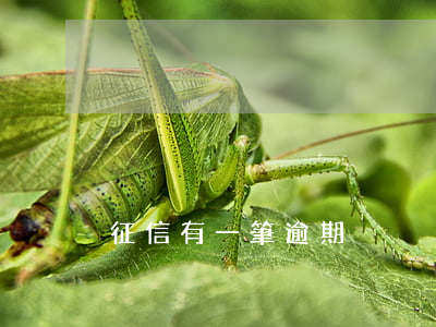征信有一筆逾期