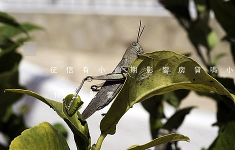 征信有小逾期影響房貸嗎(小貸逾期上征信有什么影響)