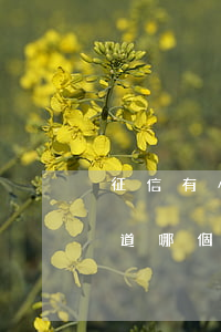 征信有小逾期怎么貸款(征信有逾期貸款不知道哪個平臺怎么辦)