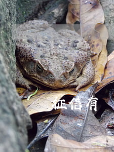 征信有幾天逾期影響教師政審嗎-