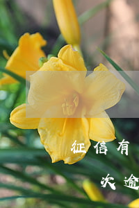 征信有幾次逾期就不能用公積金了-征信有幾次逾期就不能用公積金了嗎
