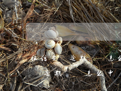 征信有條逾期記錄怎么申請信用卡-征信有條逾期記錄怎么申請信用卡還款