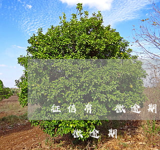 征信有輕微逾期記錄多久可以消除-征信有輕微逾期記錄多久可以消除掉
