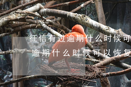 征信有过逾期什么时候可以恢复-征信有过逾期什么时候可以恢复正常