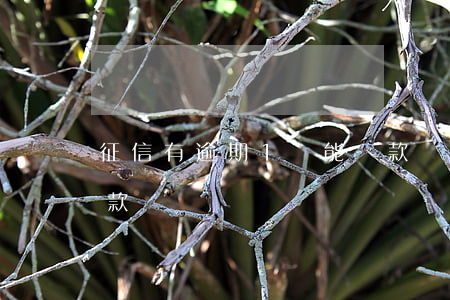 征信有逾期1筆能貸款嗎(有一筆逾期可以貸款嗎)