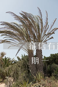 征信有逾期一個星期有什么影響-征信有逾期一個星期有什么影響嗎