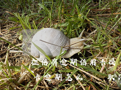 征信有逾期信用卡提額了-征信上面的信用卡逾期怎么樣會取消
