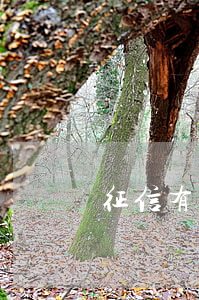 征信有逾期信用卡被凍結（信用卡嚴重逾期被凍結）