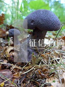 征信有逾期可以担保吗