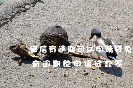 征信有逾期可以申请贷免扶补吗-如果征信有逾期能申请贷款不