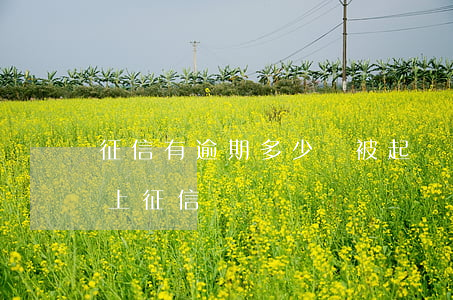 征信有逾期多少會被起訴(產生逾期多久會被上征信)