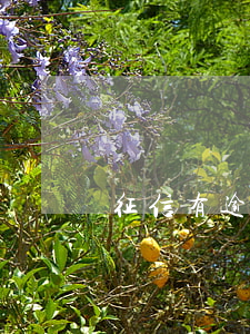 征信有逾期大家買房子