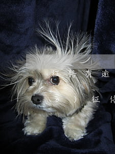 征信有逾期怎么申訴（信用卡逾期上報(bào)征信怎么申訴）