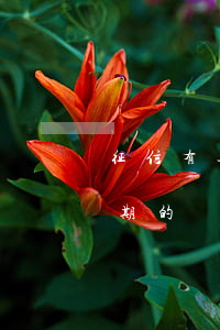 征信有逾期的綠本抵押有影響嗎-征信有逾期的綠本抵押有影響嗎怎么辦