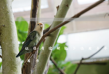 征信有逾期能下信用卡不(征信有逾期能下信用卡嗎)