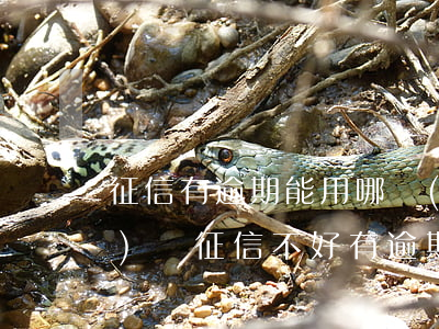 征信有逾期能用哪個(gè)網(wǎng)貸(征信不好有逾期哪個(gè)網(wǎng)貸可以借到錢(qián))