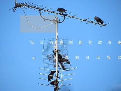 征信有逾期能貸款賣車嗎(征信有當(dāng)前逾期可以貸款買車嗎)