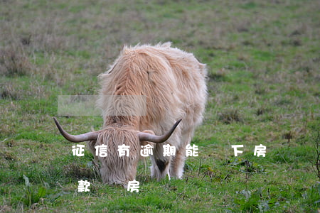 征信有逾期能辦下房貸嗎(征信有逾期可以貸款買房嗎)
