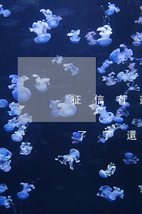 征信有逾期花唄被封了-花唄逾期征信用不了了還可以在哪里貸款