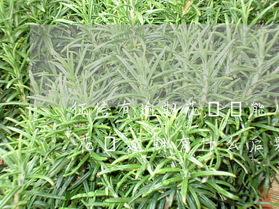 征信有逾期花唄還能用嗎(花唄逾期上征信嗎?花唄逾期有什么后果 新聞)