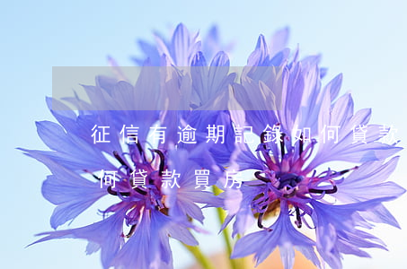 征信有逾期記錄如何貸款(征信有逾期記錄如何貸款買房)