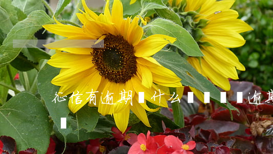 征信有逾期鬧什么網貸(網貸逾期就會上征信嗎)