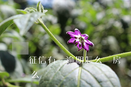 征信有過逾期怎么辦房貸(貸款征信有逾期怎么辦)