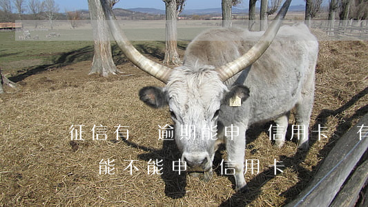 征信有過逾期能申請信用卡嗎(有逾期上征信還能不能申請信用卡)