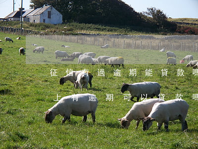 征信有過逾期能貸款嗎(征信報(bào)告上有逾期可以貸款嗎)