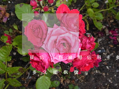 征信沒有逾期信用卡多(征信沒有逾期信用卡多久能恢復)