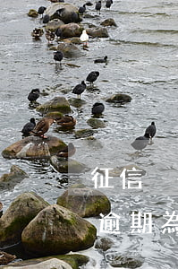 征信沒有逾期為什么顯示灰名單-征信沒有逾期為什么顯示灰名單呢