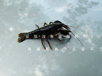 征信沒有逾期經(jīng)常貸款(征信沒有逾期為什么貸不了款)