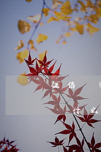 征信沒逾期但是很多貸款(沒有逾期沒有貸款為什么征信不好) 征信沒逾期但是很多貸款(沒有逾期沒有貸款為什么征信不好)