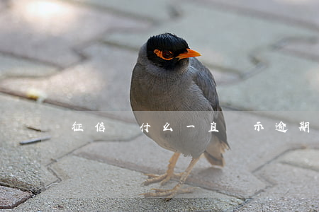 征信為什么一直顯示逾期(征信顯示有逾期)