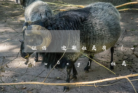 征信無逾期但是有網(wǎng)貸(我有網(wǎng)貸但是沒有逾期過為什么征信不好)