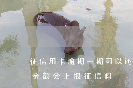 征信用卡逾期一期可以还最低 逾期后还最低金额会上报征信吗