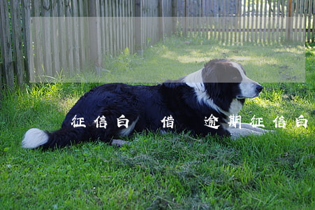 征信白戶借唄逾期(征信白戶借唄逾期)