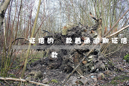 征信的貸款普通逾期(征信報告里有逾期的影響貸款嗎)