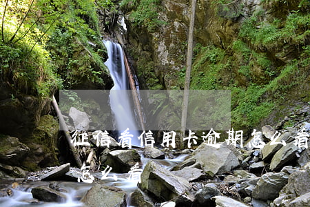 征信看信用卡逾期怎么看(征信看信用卡逾期怎么看)