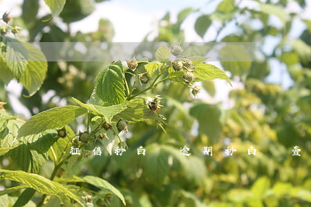 征信秒白條逾期 秒白條查征信嗎